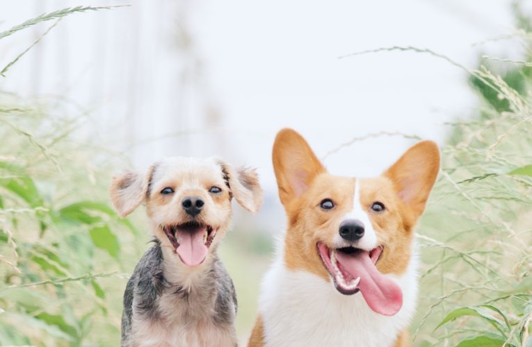 Preventing Home Dog Fights in Scottsdale